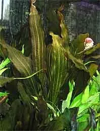 Näsets Ciklidhobby Echinodorus Rubin akvarieväxt pot röd