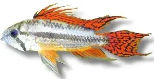 Apistogramma cacatuoides double red 5,5–6 cm dvärgciklid