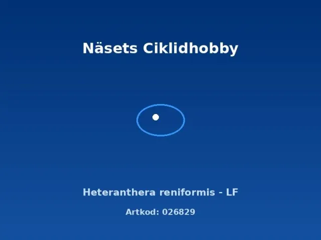 Näsets Ciklidhobby Heteranthera reniformis akvarieväxt LF