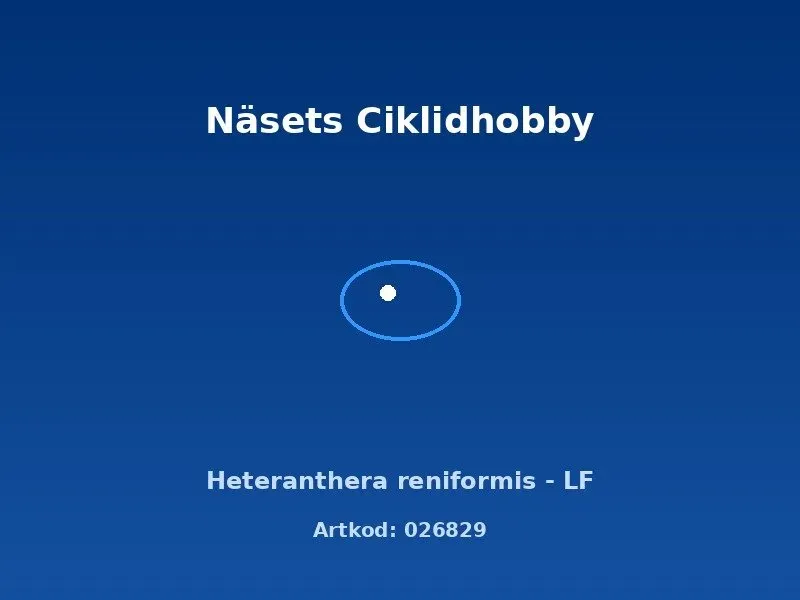 Näsets Ciklidhobby Heteranthera reniformis akvarieväxt LF