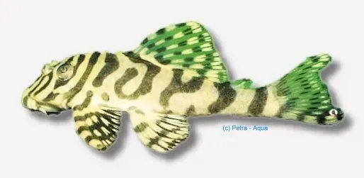 Näsets Ciklidhobby L134 Peckoltia mal 4–5 cm vildtecknad