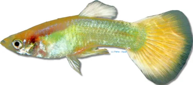 Näsets Ciklidhobby Poecilia reticulata guppyhane 3–4 cm golden