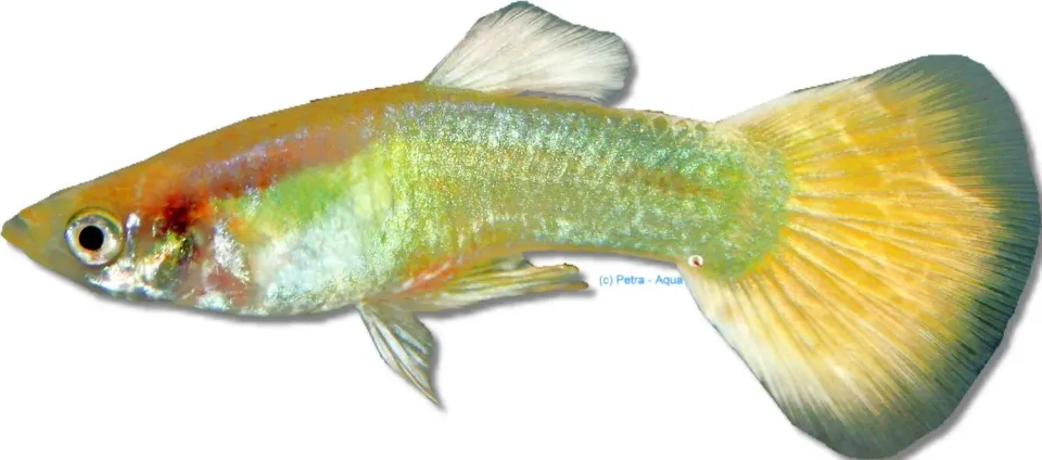 Näsets Ciklidhobby Poecilia reticulata guppyhane 3–4 cm golden