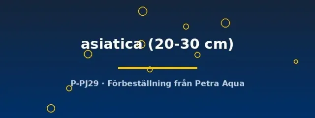 Channa asiatica ormhuvudfisk 20–30 cm rovfisk