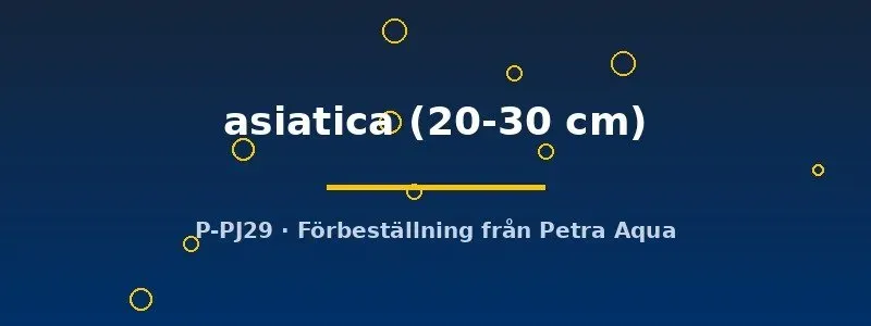 Channa asiatica ormhuvudfisk 20–30 cm rovfisk