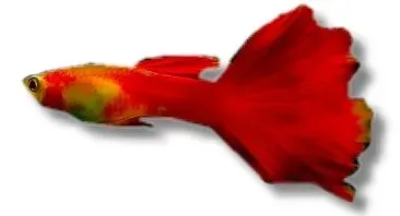 Guppy male red mix 3-4 cm akvariefisk röd