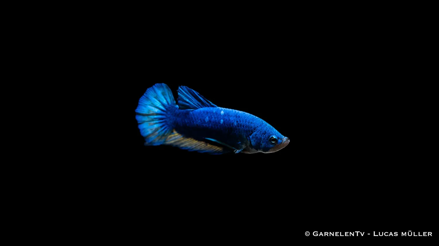 Garnelen TV Betta splendens Plakat kampfisk hane kortfenad