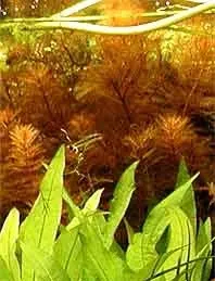 Näsets Ciklidhobby Myriophyllum mattogrosense akvarieväxt pot tät