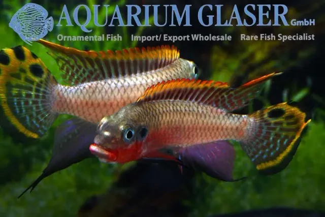 Näsets Ciklidhobby Pelvicachromis taeniatus Nigeria Red ciklid 4-6 cm