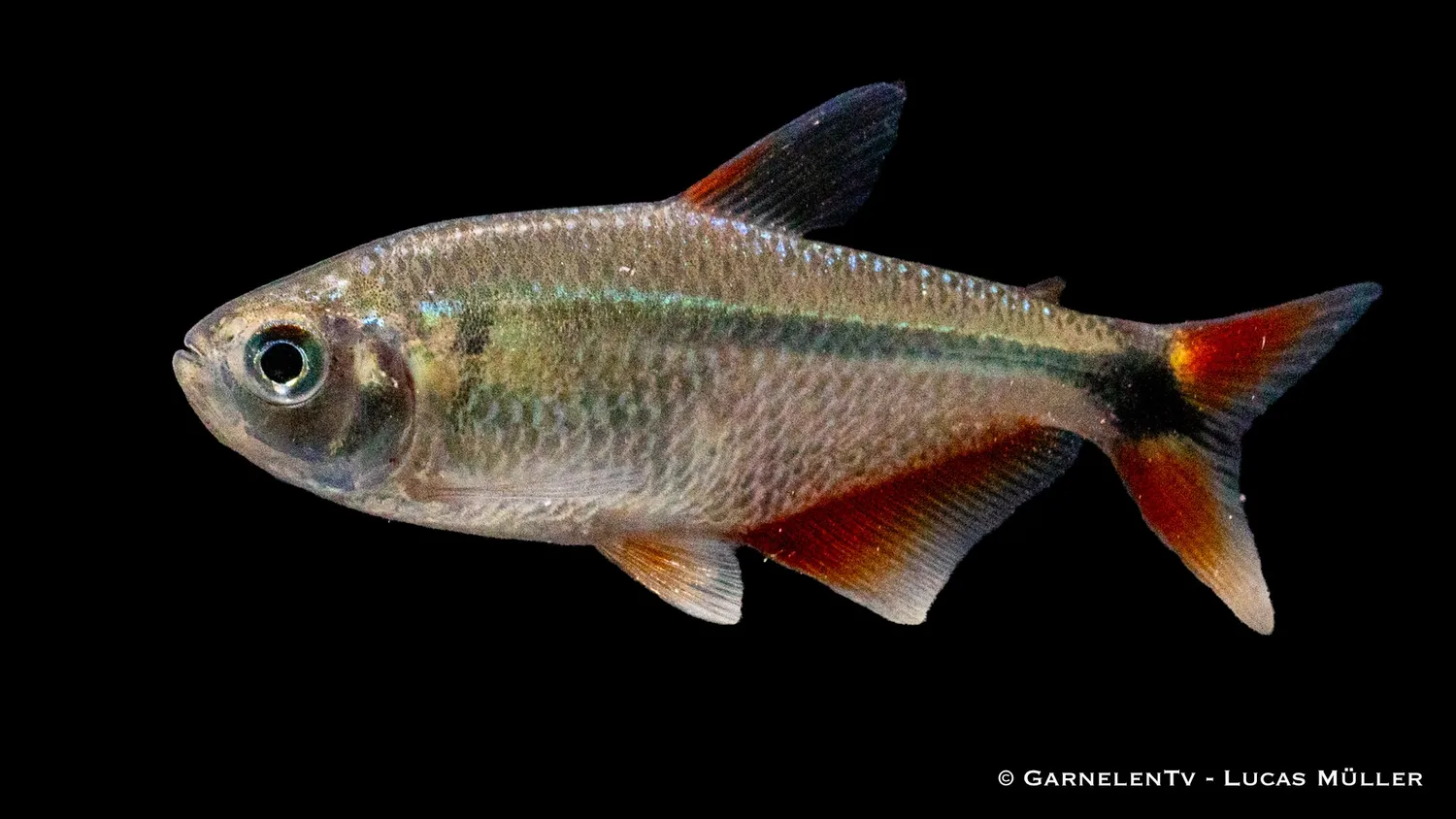 Hemigrammus caudovittatus tetra stimfisk