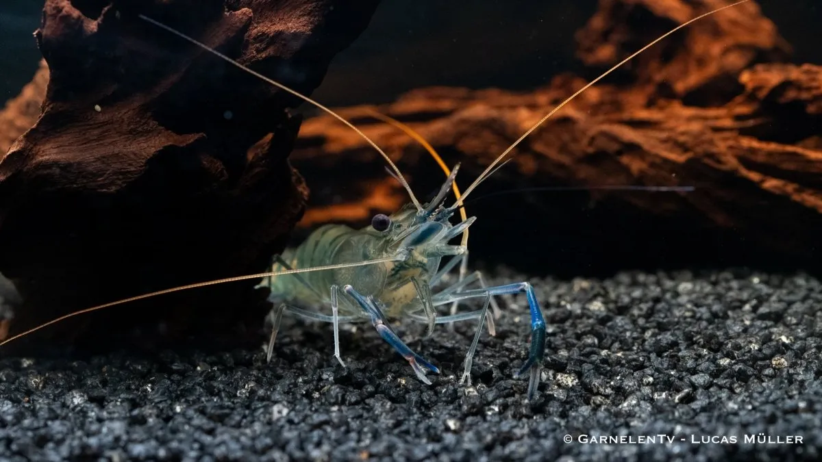 Garnelen TV Macrobrachium rosenbergii jätteräka blå