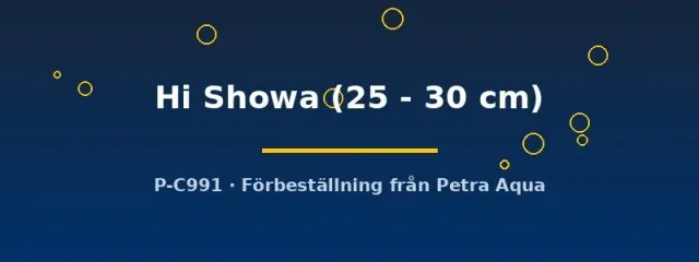 Näsets Koi Hi Showa dammfisk 25–30 cm