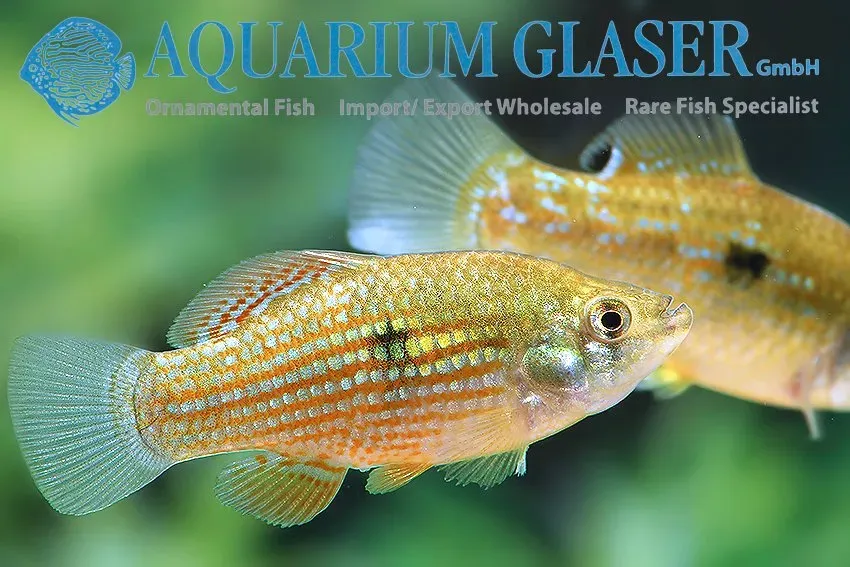 Näsets Ciklidhobby Flagfish akvariefisk md–lg algätare