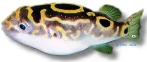 Näsets Ciklidhobby Tetraodon biocellatus kulfisk 2–3 cm