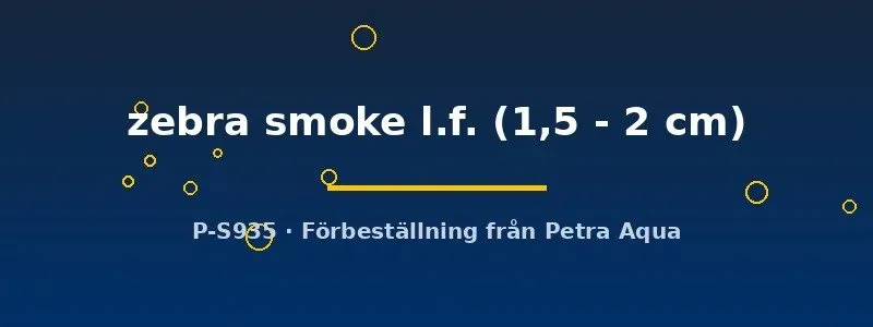 Näsets Ciklidhobby Pterophyllum scalare zebra smoke skalar 1,5–2 cm