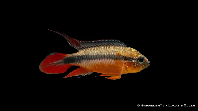 Garnelen TV Agassiz dvärgciklid double red par