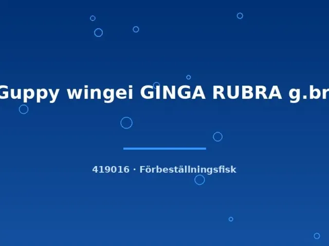 Näsets Ciklidhobby Guppy Wingei Ginga Rubra akvariefisk lg-xlg röd