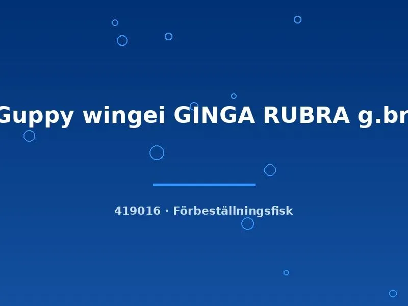 Näsets Ciklidhobby Guppy Wingei Ginga Rubra akvariefisk lg-xlg röd