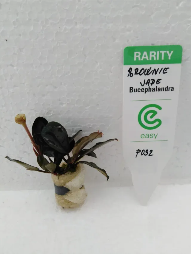 Näsets Bucephalandra brownie jade akvarieväxt Easy8