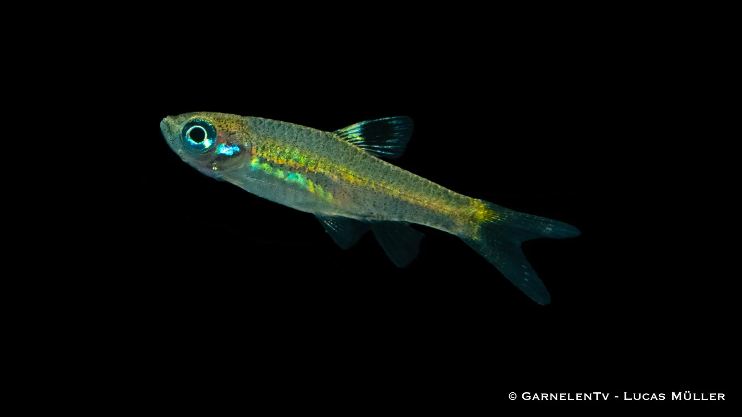 Garnelen TV Ögonfläcksrasbora Brevibora dorsiocellata stimfisk