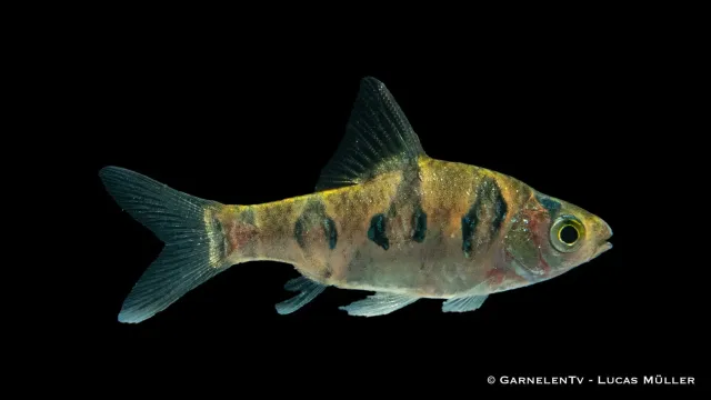 Garnelen TV Rhombenbarbe Desmopuntius rhomboocellatus stimfisk