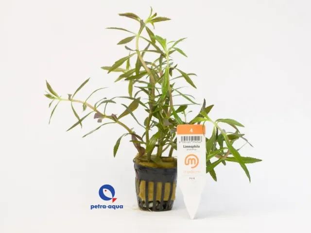 Näsets Ciklidhobby Limnophila aromatica Medium4 stängelväxt 1 st