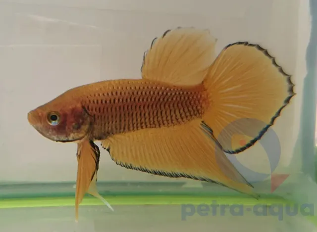 Näsets Ciklidhobby Betta Wild Benjarong yellow akvariefisk L