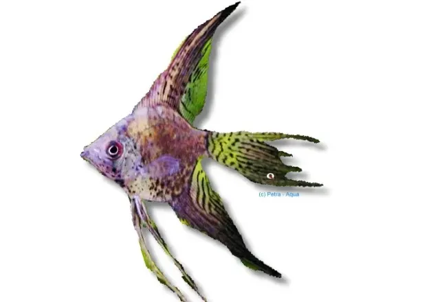 Näsets Ciklidhobby Green Angelfish fisk XL 6–7 cm slöj