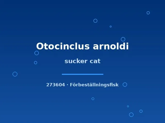 Näsets Ciklidhobby Otocinclus arnoldi akvariefisk lg algätare