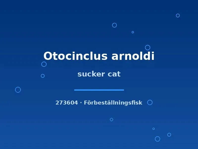 Näsets Ciklidhobby Otocinclus arnoldi akvariefisk lg algätare