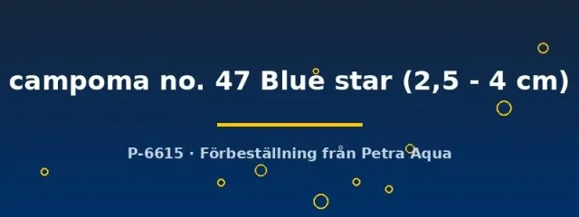 Näsets Ciklidhobby Poecilia wingei Blue Star fisk 2,5–4 cm