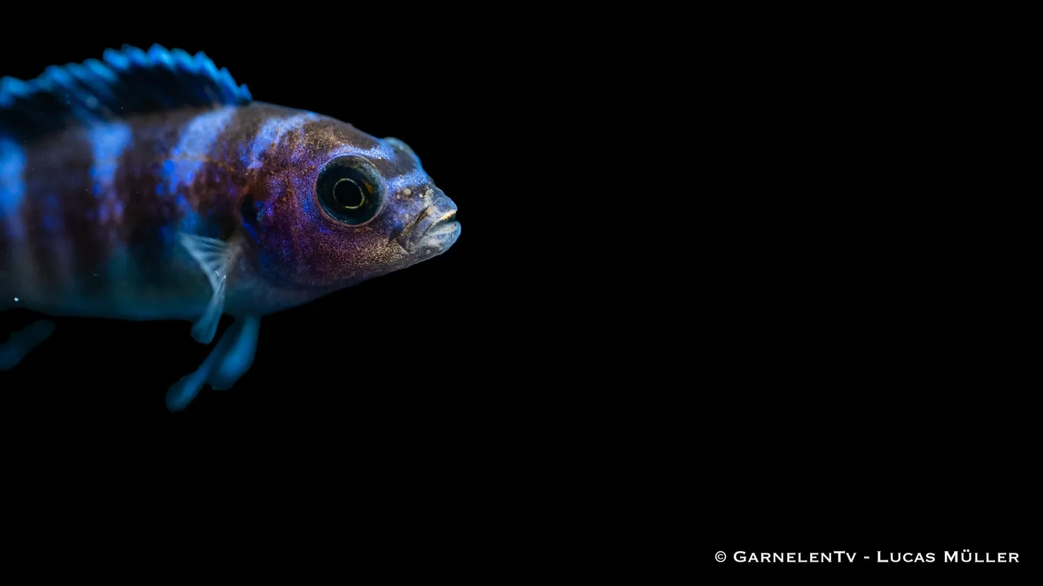 Garnelen TV Demasoni malawiciklid Pseudotropheus