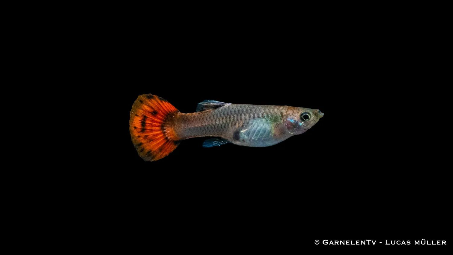 Garnelen TV Guppy Pink akvariefisk hona