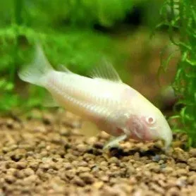 Näsets Ciklidhobby Panda Gold Corydoras pansarmal guld