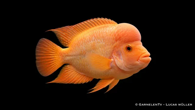 Garnelen TV Flamingo Amphilophus labiatus ciklid