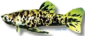 Näsets Ciklidhobby Phalloceros caudomaculatus reti fisk 3–4 cm