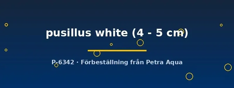 Näsets Ciklidhobby Dermogenys pusillus white fisk 4–5 cm ytlevande
