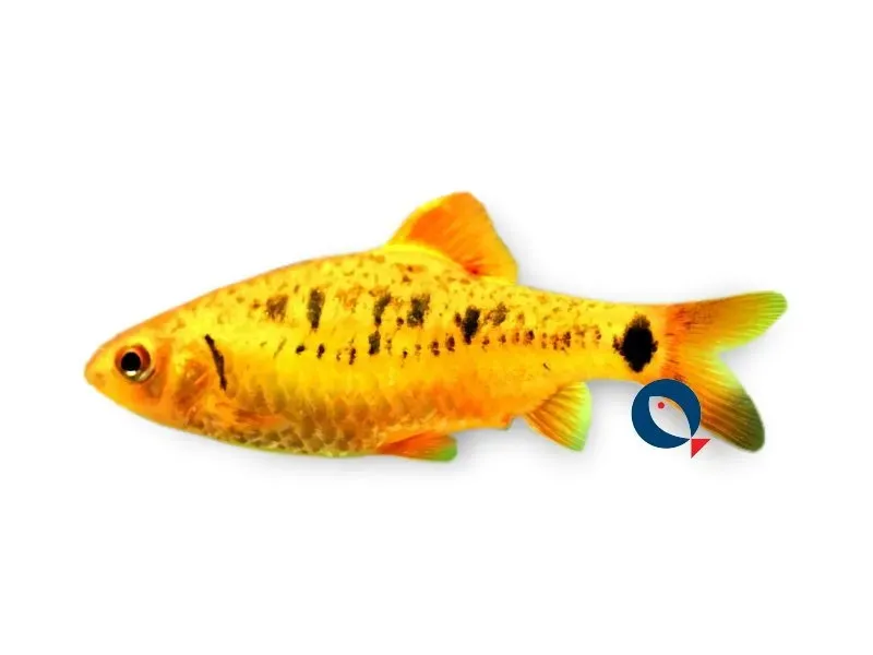 Näsets Ciklidhobby schuberti neon barb 4–5 cm guld