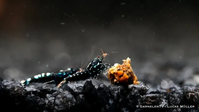 Garnelen TV pinto räka Caridina akvarieräka svart Taiwan Bee