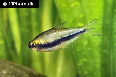 Näsets Ciklidhobby Kejsartetra akvariefisk 3 cm stimfisk