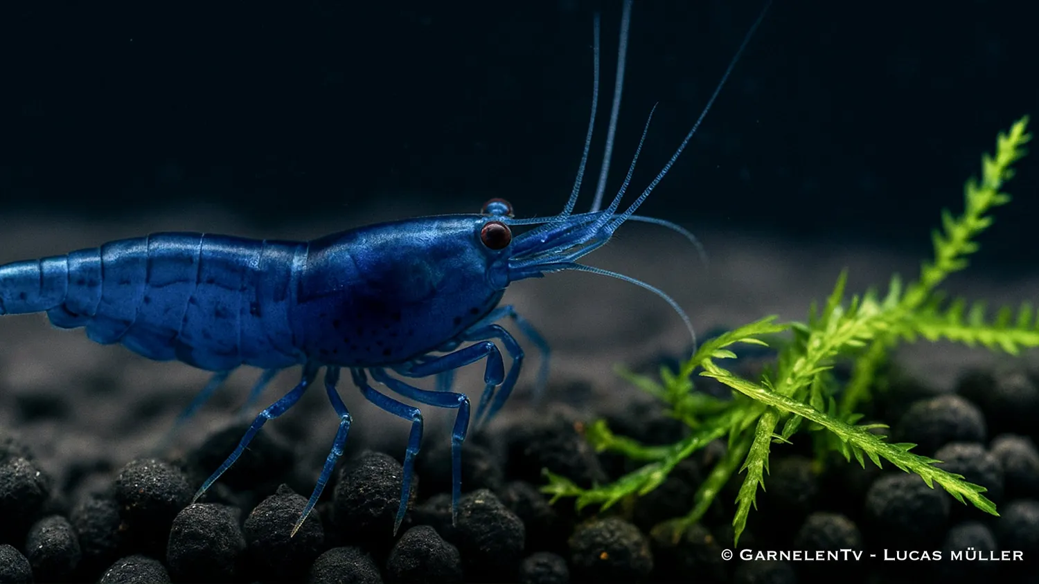 Garnelen TV Blue Dream dvärgräka blå Neocaridina davidi