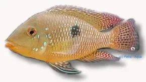 Gymnogeophagus rhabdotus pärlstrimmig ciklid 4–5 cm