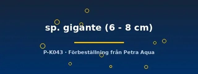 Otocinclus sp. gigante algätare 6-8 cm lugn sällskapsfisk