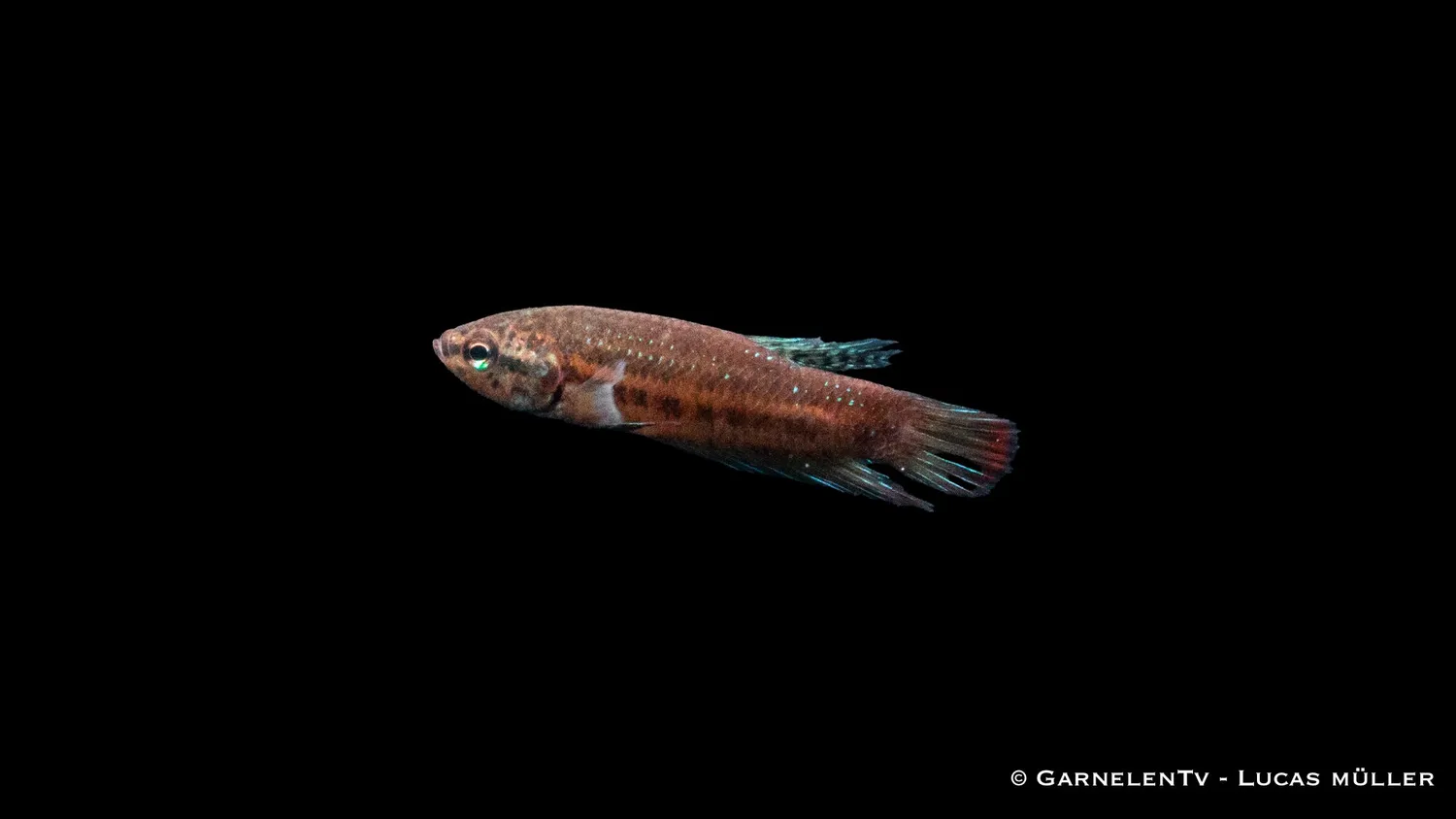 Garnelen TV Betta imbellis fredlig kampfisk