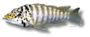 Näsets Ciklidhobby Ctenochromis horei Spothead Hap ciklid 3–4 cm