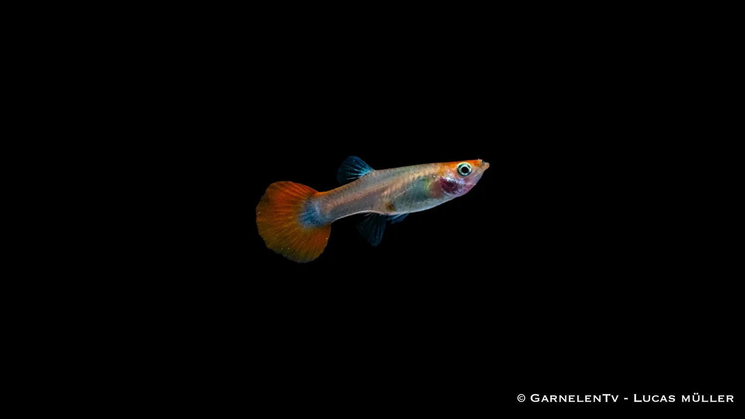 Garnelen TV Dragon Platinum guppy hona