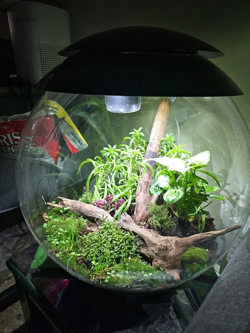 biOrb LOOP 15 akvarium Seabed Sanctuary