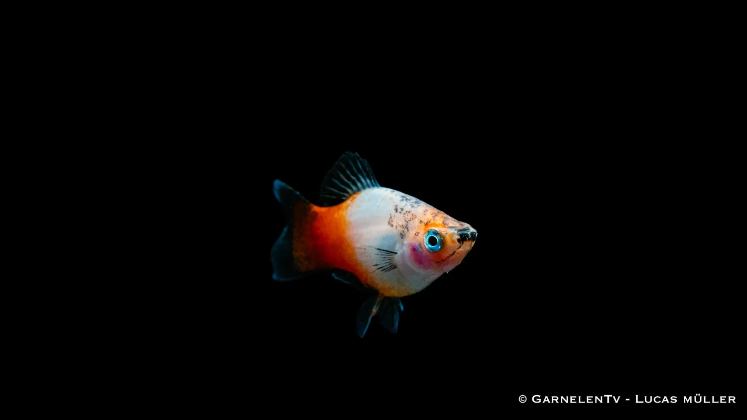 Garnelen TV Platy Tricolor Xiphophorus maculatus akvariefisk fredlig