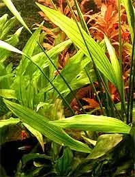Näsets Ciklidhobby Echinodorus palaefolius akvarieväxt pot