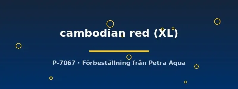 Näsets Ciklidhobby Betta cambodian red kampfisk XL hane